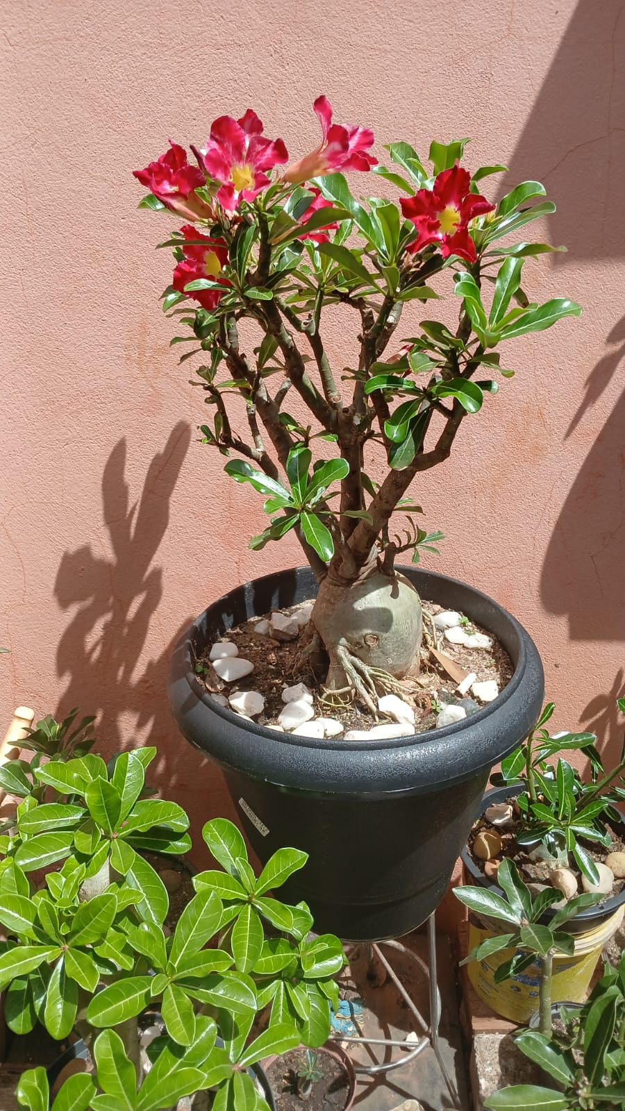 Rosa do deserto com flores vermelhas vibrantes - resultado real em 30 dias